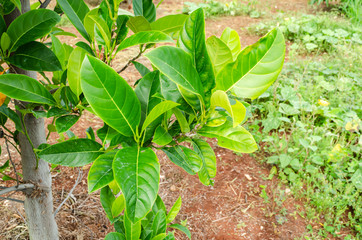 A Branch Of Jackfruit Tree