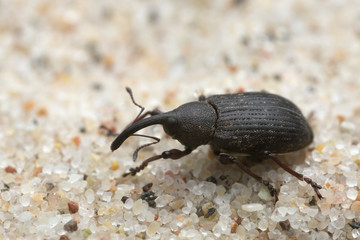 Weevil, Notaris scirpi on sand, macro photo