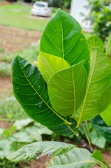 Cluster Of Jackfruit Leaves