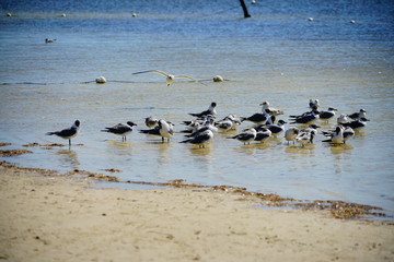 Florida palm harbor beach seagull
