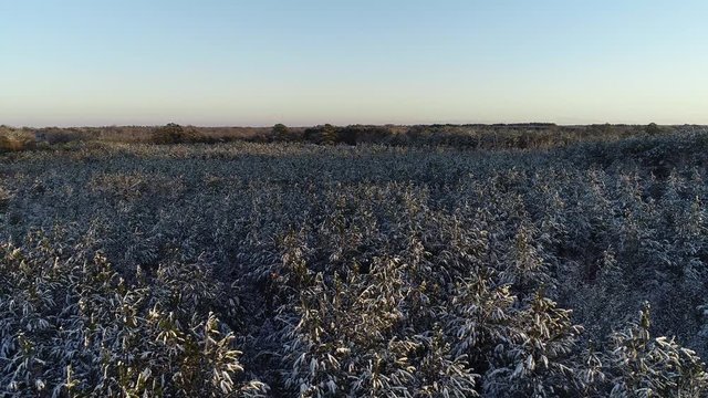 Aerial of Snow Covered Pine Forest Canopy