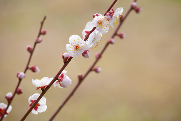 赤い枝の梅の花