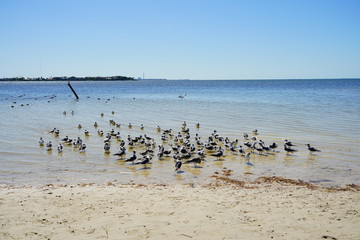 Seagull is gathering at Florida palm harbor beach