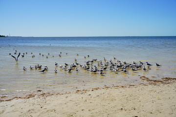 Florida palm harbor beach seagull