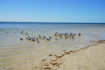 Florida palm harbor beach seagull