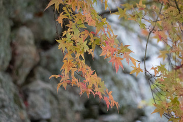 津山城もみじの小道の紅葉