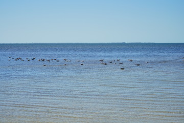 Florida palm harbor beach landscape
