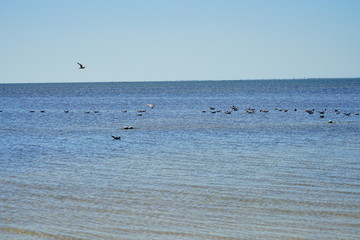 Seagull in Florida palm harbor beach
