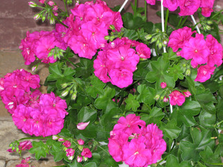 Fototapeta premium flowers