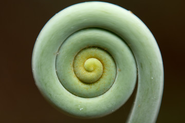 Spiral