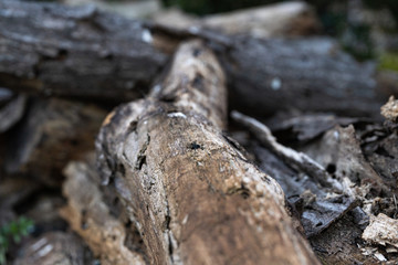 写真素材：雰囲気のある木