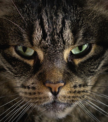 portrait of a cat