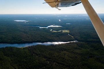Fototapeta na wymiar Flying over a pine forest on a float plane