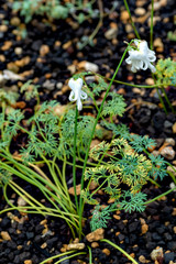 Flowers of Dicentra peregrina forma alba in full blooming