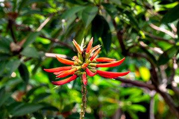 Flowers of Erythrina speciosa in full blooming