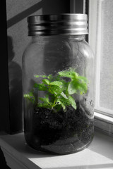 Extra large Mason jar used terrarium, with only the green in color. 