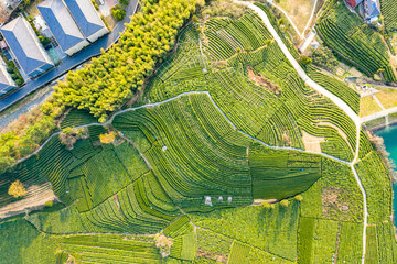 Aerial view shot of green tea plantation