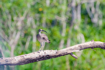 Whimbrel Numenius phaeopus