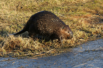 A North American Beaver (Castor canadensis) on the shore of a pond in Kitchener, Ontario, Canada.