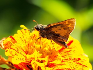 Macro of butterfly on flower