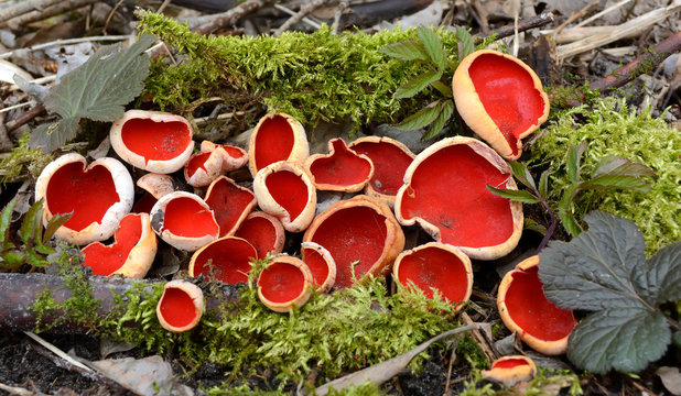 Sarcoscifa scarlet, scarlet elf bowl, or just a scarlet bowl (lat. Sarcoscypha coccinea)