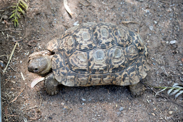 this is a side view of a aldabra giant tortoise;