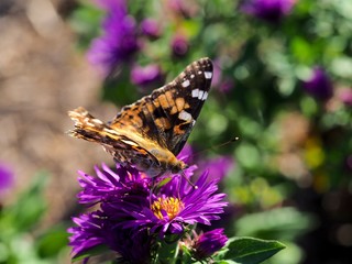 Close up of butterfly on flower