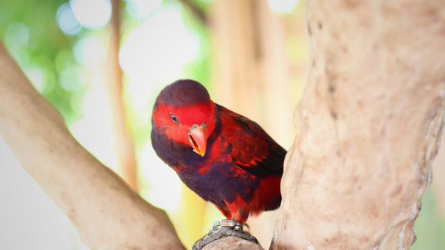 A red electus parrot sitting on a tree branch
