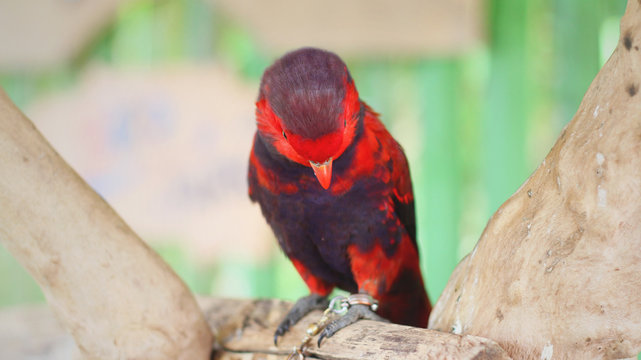 A red electus parrot sitting on a tree branch