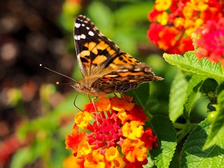butterfly on a flower