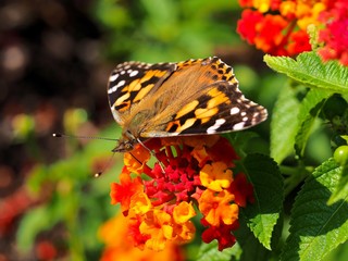 butterfly on a flower