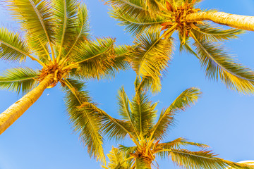 Fototapeta na wymiar Beautiful tropical palm tree around beach sea ocean at sunset or sunrise