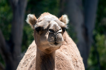 Obraz premium this is a dromedary camel