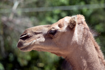 this is a side view of a camel