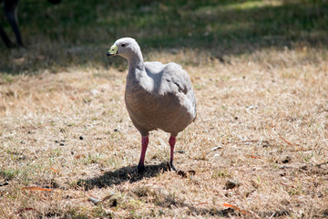 the cape barren goose is eating grass
