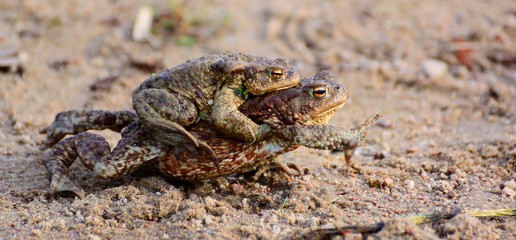 Mother Common toad and her baby, bufo bufo
