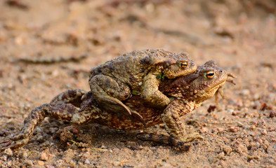 Mother Common toad and her baby, bufo bufo