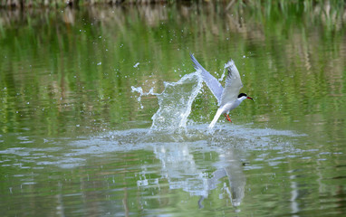 Common Tern attacks fish in a pond