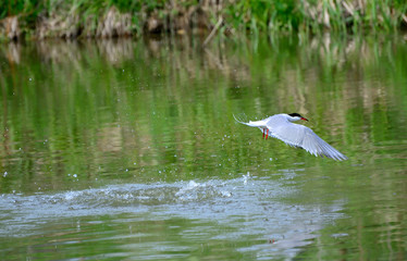 Common Tern attacks fish in a pond