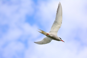 Obraz premium Common Tern in flight over a prairie wetland