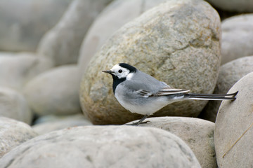 Wagtails are a genus of songbirds of the wagtail family.Motacilla alba