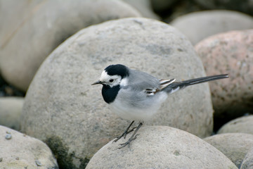 Wagtails are a genus of songbirds of the wagtail family.Motacilla alba