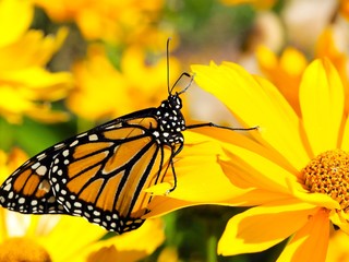 butterfly on a flower