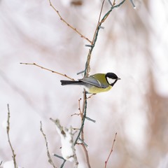 Great tit (Parus major) male in half a turn. Amazing variety and brightness of color such familiar birds.