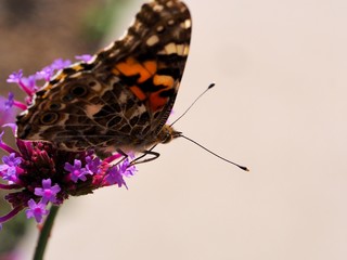 butterfly on a flower