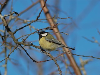 Great tit (Parus major) male in half a turn. Amazing variety and brightness of color such familiar birds.