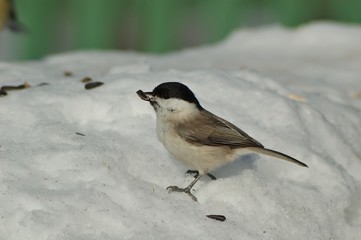Coal tit, Parus ater, single bird on branch