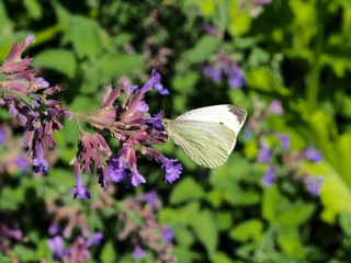 butterfly on a flower
