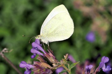 butterfly on a flower