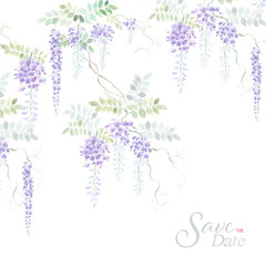 Branch of wisteria. Hand draw watercolor illustration.Can be used for Floral poster, invite. Vector decorative greeting card or invitation design background